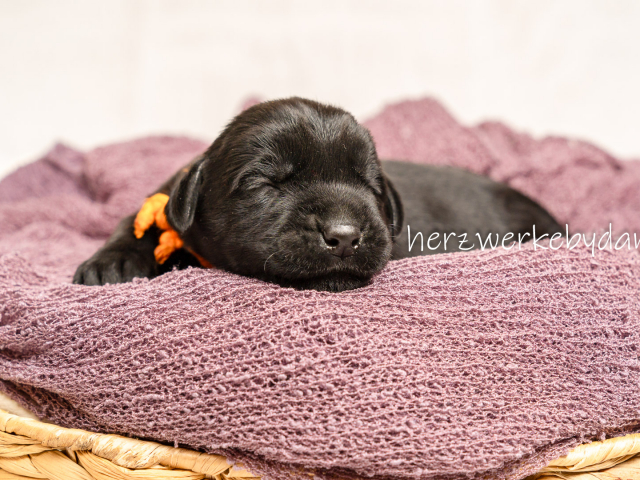 Frau Orange nach 10 Tagen